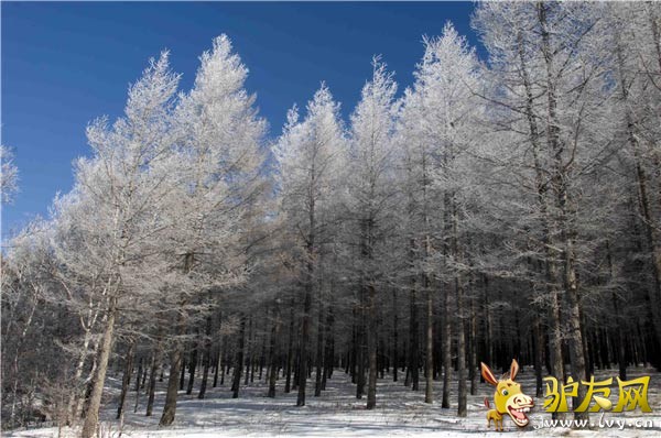 ��һ�������ɹţ����ױ�������ʯ�У���ͼ����򡣺���733��.1��ƽ������-31.3.����Ķ����Ǻֲܿ��ģ����ϵ��¶ȳ���-36�����£���������ʼ�����������ʷ����¶ȣ�-52�ȡ�