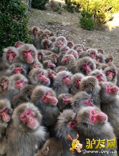 ����Ա����Լ500ֻ���ӿ���һ��ȡů��