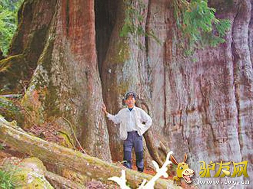 ͼΪ����������ֵġ���Ϫ��ľ����Ӱ���ͼ��̨�塶���ϱ���