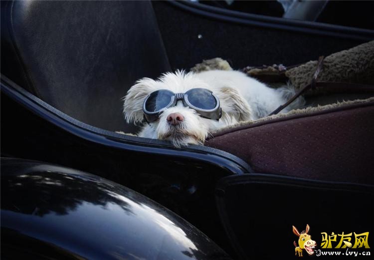 ���ſᡰ������������Ȯ��ī����Ħ�г�������(������ͼ)