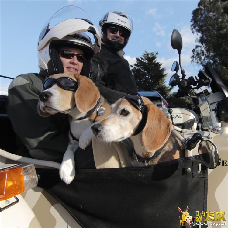 ���ſᡰ������������Ȯ��ī����Ħ�г�������(������ͼ)