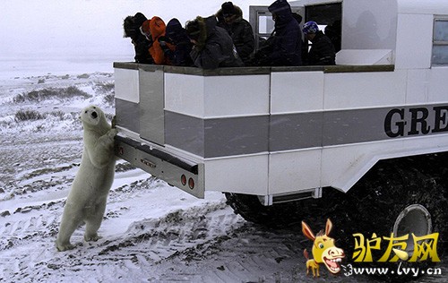 �ο��ڼ��ô�Tundra Lodge Rolling���ƶ��ùݡ����뱱���ܽ�����Ӵ���