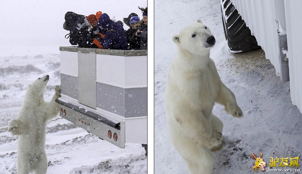 �ο��ڼ��ô�Tundra Lodge Rolling���ƶ��ùݡ����뱱���ܽ�����Ӵ���