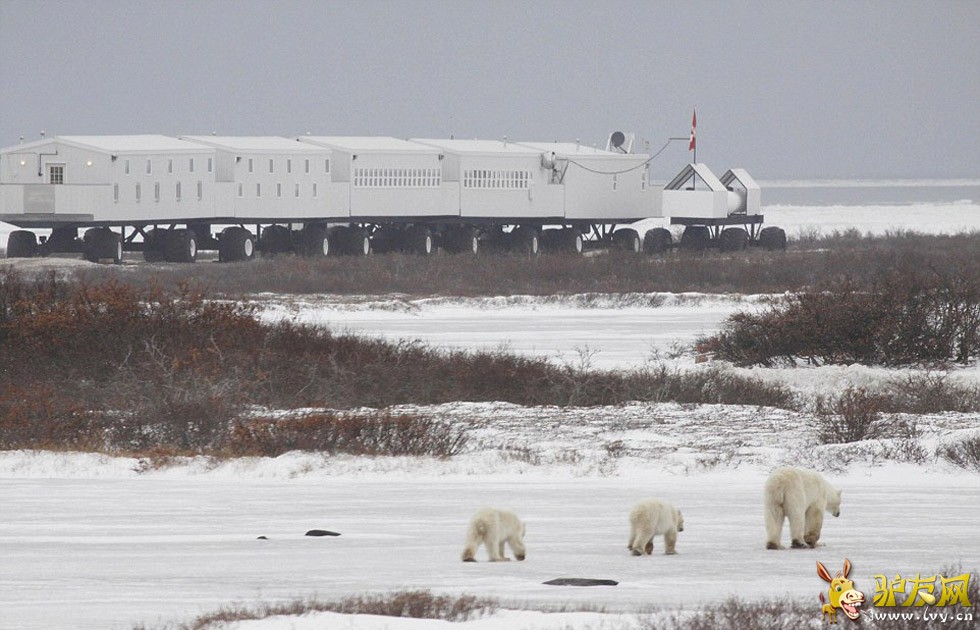 �ο��ڼ��ô�Tundra Lodge Rolling���ƶ��ùݡ����뱱���ܽ�����Ӵ���