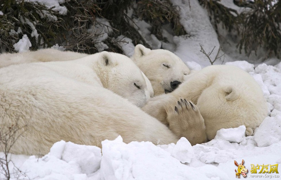 �ο��ڼ��ô�Tundra Lodge Rolling���ƶ��ùݡ����뱱���ܽ�����Ӵ���