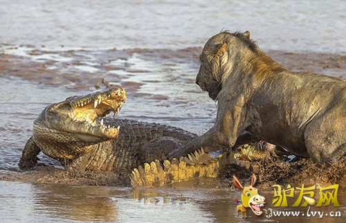 ������ͷ������ͼ������ͺ�ʨ�Ӷ����㷢�������ս��