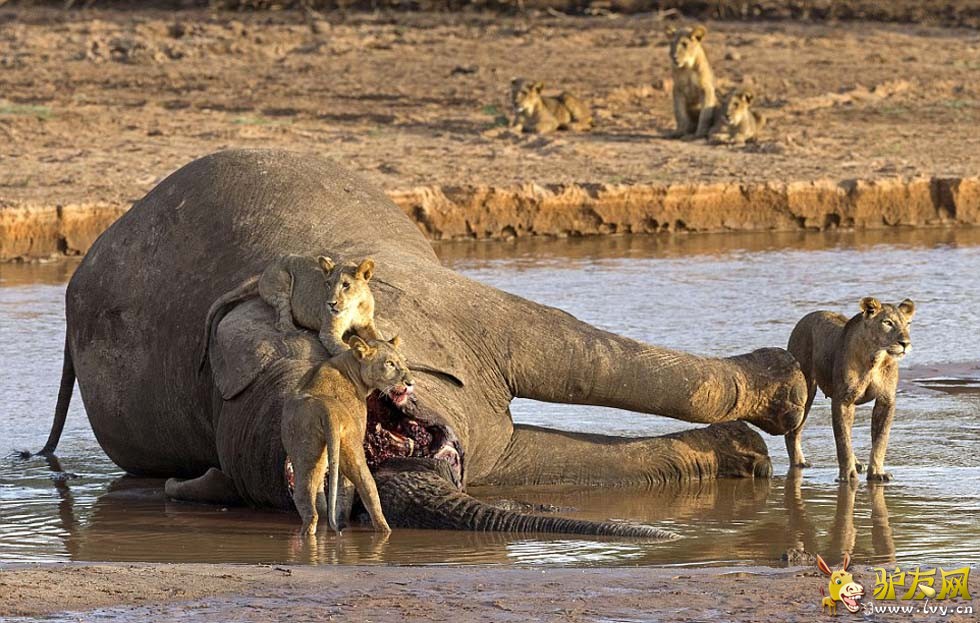 ������ͷ������ͼ������ͺ�ʨ�Ӷ����㷢�������ս��