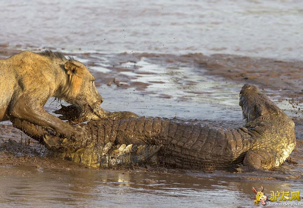 ������ͷ������ͼ������ͺ�ʨ�Ӷ����㷢�������ս��