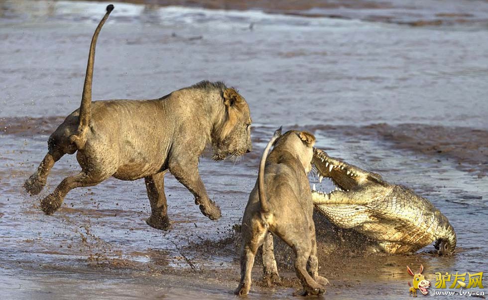 ������ͷ������ͼ������ͺ�ʨ�Ӷ����㷢�������ս��