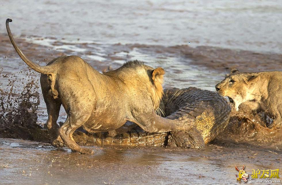 ������ͷ������ͼ������ͺ�ʨ�Ӷ����㷢�������ս��