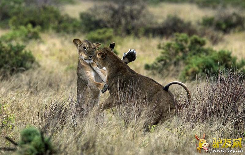 ������ɣ��³���ҹ�԰�Ĳ�ԭ�ϣ���ֻʨ�ӱ�ץ�ĵ����������衱�� ��ҳ��ͼ