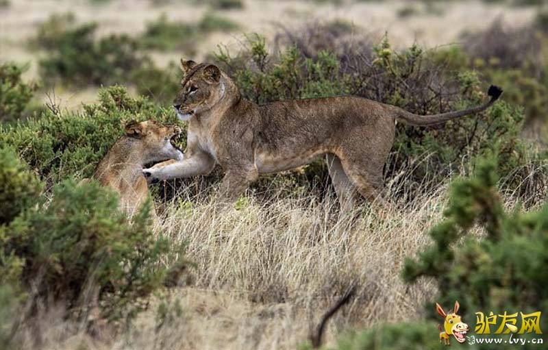 ������ɣ��³���ҹ�԰�Ĳ�ԭ�ϣ���ֻʨ�ӱ�ץ�ĵ����������衱�� ��ҳ��ͼ