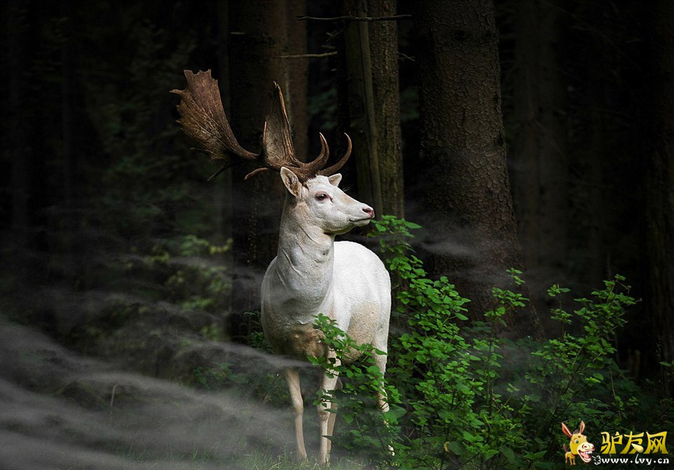 ��Ӱʦ����³����Լŵ�ڰ��嵺���㵽���ž�����Ƭ��һֻ������ʹ���㽶ҶΪ�Լ����ꡣ