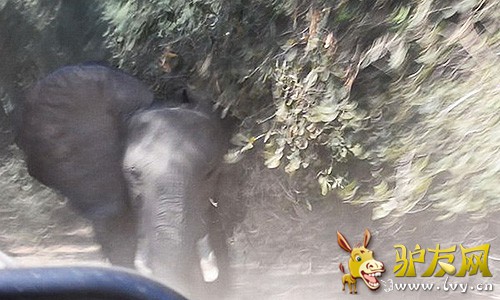 ������Ƶ�У�һͷ��ŭĸ������������ڿ�׷�����ο͵ļ��ճ���