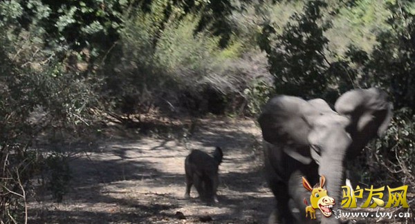 ������Ƶ�У�һͷ��ŭĸ������������ڿ�׷�����ο͵ļ��ճ�����ҳ��ͼ