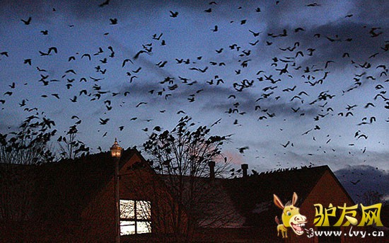 5����ֻ��ѻ�����֡�������������С��˹���ַƶ��¡�