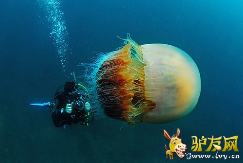 ͼ��������չʾ��һֻ�޴�ġ�Ұ��ˮĸ�������ǰ�����Ӱʦ¶��櫡��������ձ�Խǰ����Ǳˮʱ����ġ�