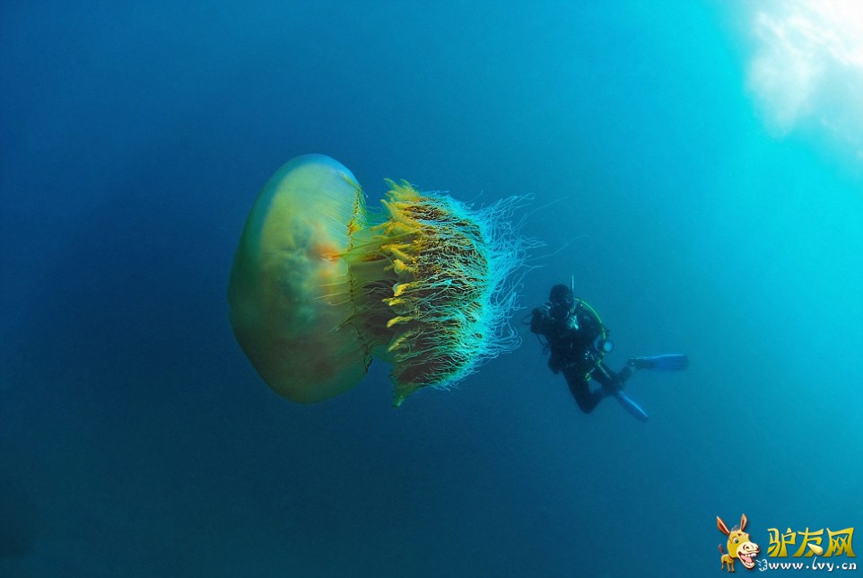 ͼ��������չʾ��һֻ�޴�ġ�Ұ��ˮĸ�������ǰ�����Ӱʦ¶��櫡��������ձ�Խǰ����Ǳˮʱ����ġ�