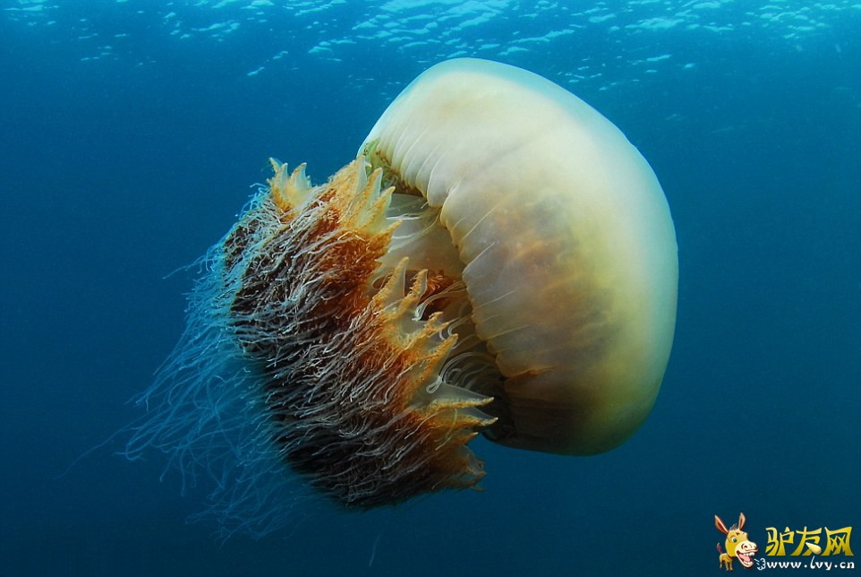 ͼ��������չʾ��һֻ�޴�ġ�Ұ��ˮĸ�������ǰ�����Ӱʦ¶��櫡��������ձ�Խǰ����Ǳˮʱ����ġ�