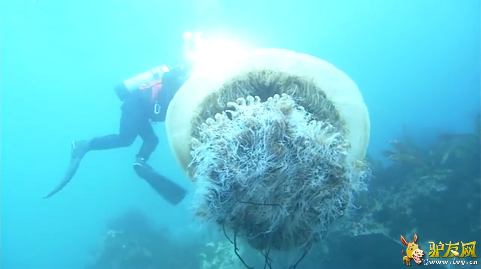 ͼ��������չʾ��һֻ�޴�ġ�Ұ��ˮĸ�������ǰ�����Ӱʦ¶��櫡��������ձ�Խǰ����Ǳˮʱ����ġ�