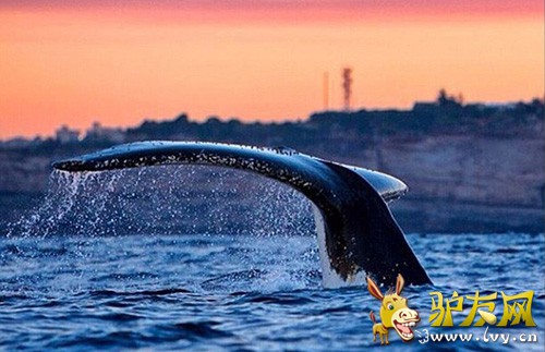 Ϥ������ʱ�֣�һֻ�ձ�����β��¶��ˮ���ϡ�