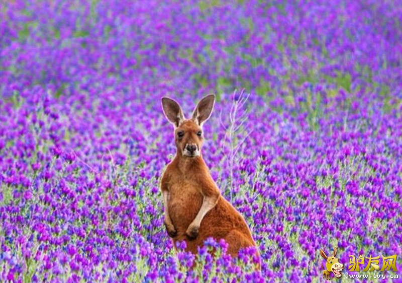 ������������ֵĶ����β�����󣬽��������ĵ�һЩ���ϡ���ҳ��ͼ