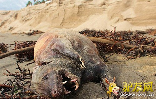 ��������ʥ�Ͱ�����ǰ����һ������ë���