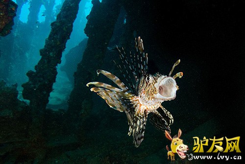 ��������ں캣Ǳˮʱץ�ĵ�����׳��������������ֻ�ſ������ʨ���㡣