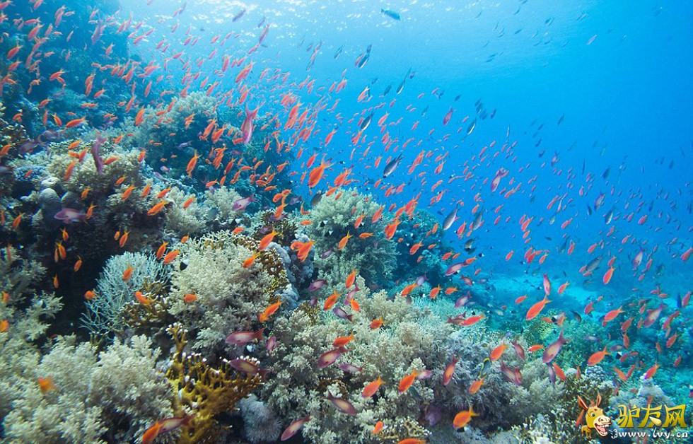 ��������ں캣Ǳˮʱץ�ĵ�����׳��������������ֻ�ſ������ʨ���㡣