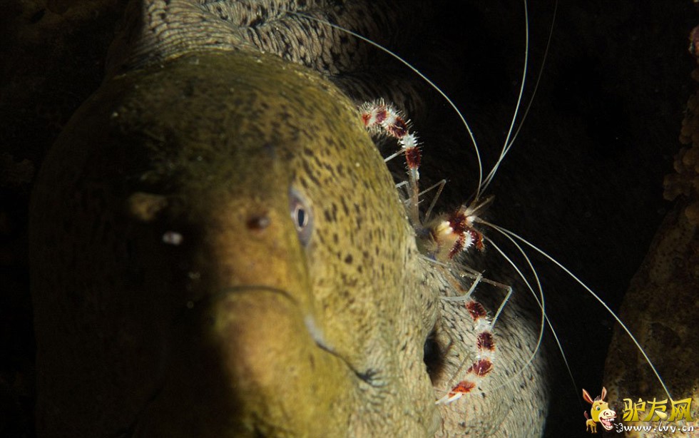 ��������ں캣Ǳˮʱץ�ĵ�����׳��������������ֻ�ſ������ʨ���㡣