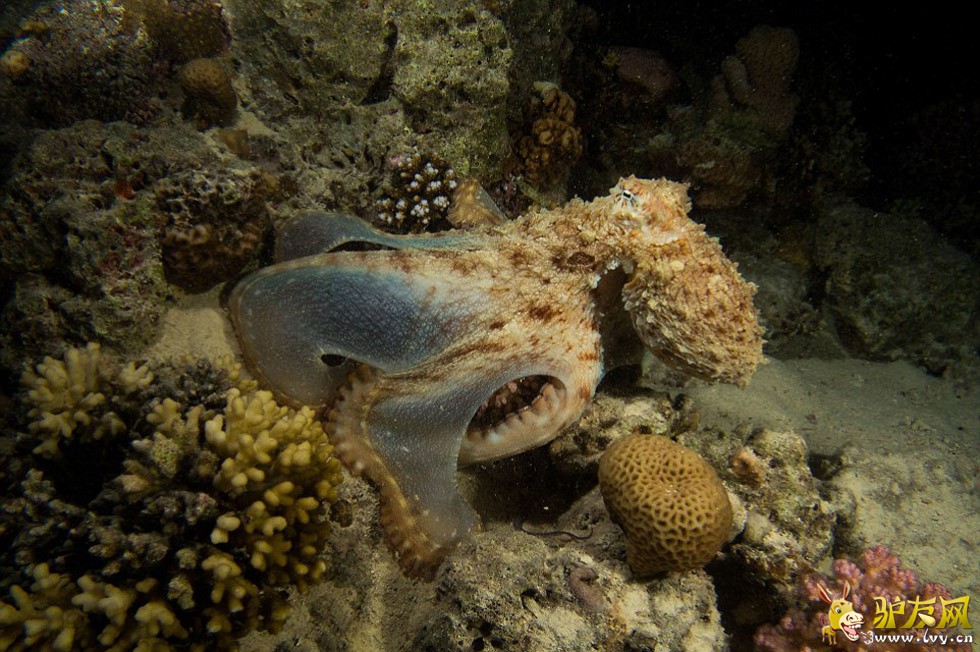 ��������ں캣Ǳˮʱץ�ĵ�����׳��������������ֻ�ſ������ʨ���㡣