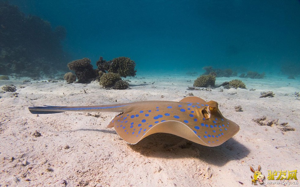 ��������ں캣Ǳˮʱץ�ĵ�����׳��������������ֻ�ſ������ʨ���㡣