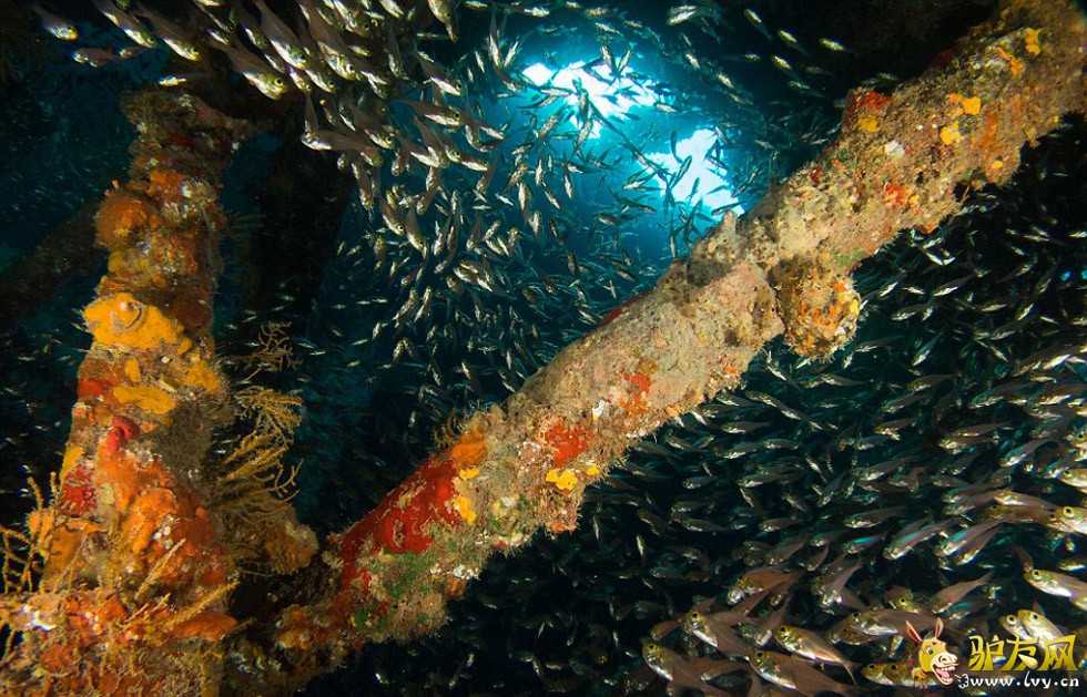 ��������ں캣Ǳˮʱץ�ĵ�����׳��������������ֻ�ſ������ʨ���㡣