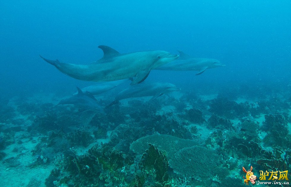 ��������ں캣Ǳˮʱץ�ĵ�����׳��������������ֻ�ſ������ʨ���㡣