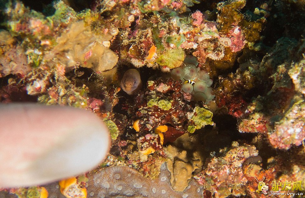 ��������ں캣Ǳˮʱץ�ĵ�����׳��������������ֻ�ſ������ʨ���㡣