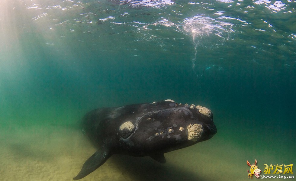 һ�����罫����������̲������������ճ�����ѹ��������ҳ��ͼ