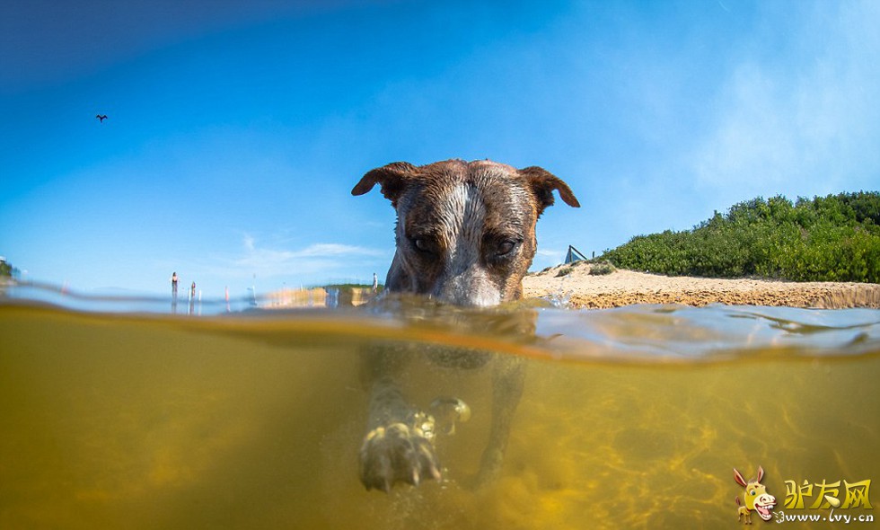 һ�����罫����������̲������������ճ�����ѹ��������ҳ��ͼ