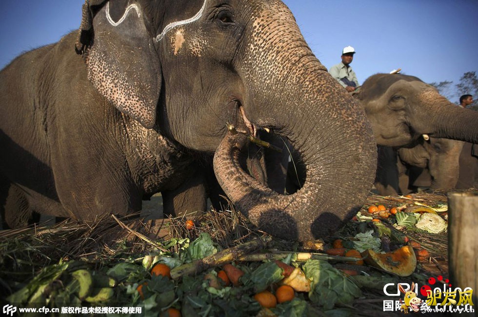 �Ჴ�����ʴ���� ��������ʢ��(������ͼ)