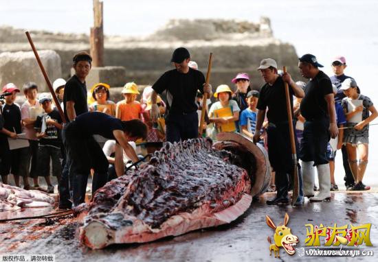 �ձ�ǧҶ��Ϊ�˼��������ʼ��ǧҶ����������֯�ձ���Уѧ��Χ����ɱ����Ĺ��̣��������µľ���ַ����ڳ����ˡ�