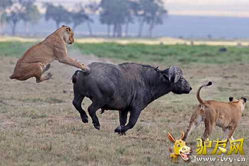 ����ҰţŬ�����ߣ���ʨ�Ӵӱ���˦�ѡ�