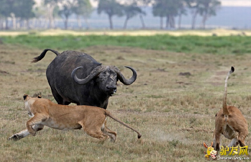 ����ҰţŬ�����ߣ���ʨ�Ӵӱ���˦�ѡ���ҳ��ͼ