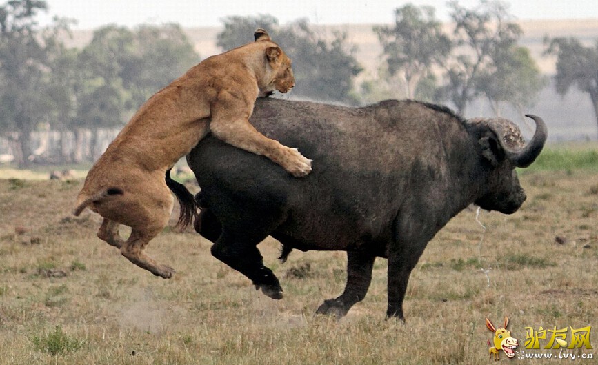 ����ҰţŬ�����ߣ���ʨ�Ӵӱ���˦�ѡ���ҳ��ͼ