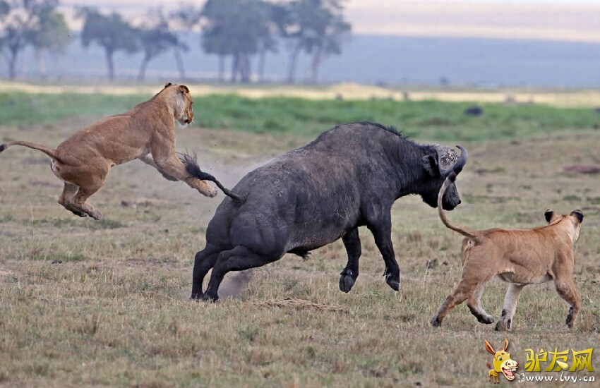 ����ҰţŬ�����ߣ���ʨ�Ӵӱ���˦�ѡ���ҳ��ͼ