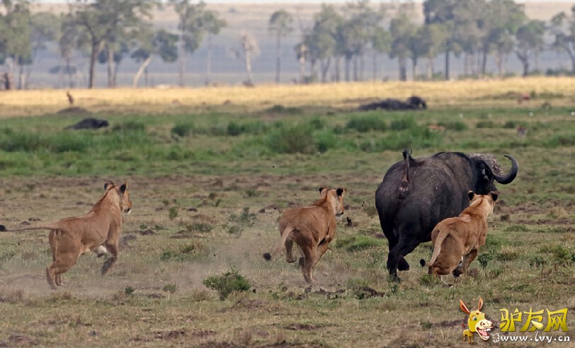 ����ҰţŬ�����ߣ���ʨ�Ӵӱ���˦�ѡ���ҳ��ͼ