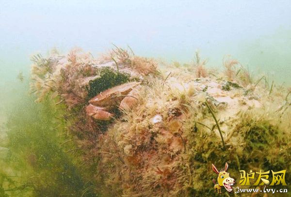 ���ڣ���Щ���µ���ľ�ں��׳�����Ȼ�Ľ��ң������දֲ����������ĳ�����