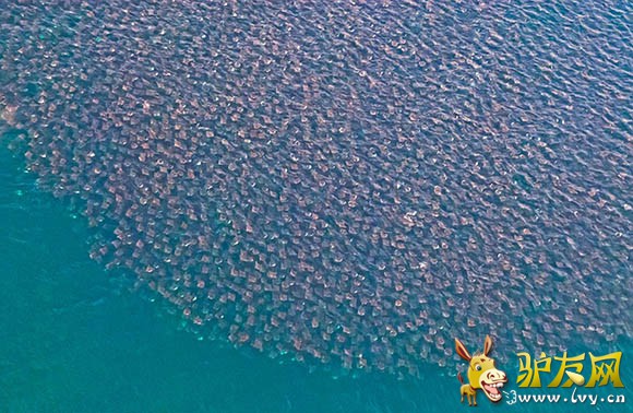 ��â��ħ���㡱��Ψһһ��Ⱥ��Ǩ��ʱ������Ծ�ġ�ħ���㡱������Ǩ��������ɴ�25���ֻ��