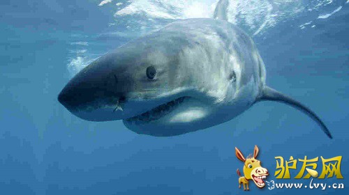 ����ͼ������