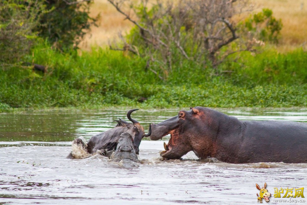 һֻţ�������ӱ���ˮ��һ���������ıƽ����Ժ���׼����ţ�緢��ͻϮ����ҳ��ͼ