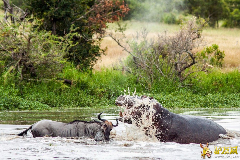 һֻţ�������ӱ���ˮ��һ���������ıƽ����Ժ���׼����ţ�緢��ͻϮ����ҳ��ͼ