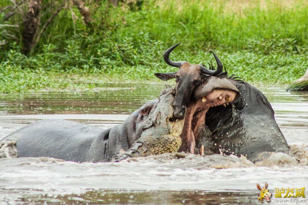 һֻţ�������ӱ���ˮ��һ���������ıƽ����Ժ���׼����ţ�緢��ͻϮ����ҳ��ͼ